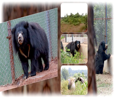 Nandanvan Jungle Safari Naya Raipur