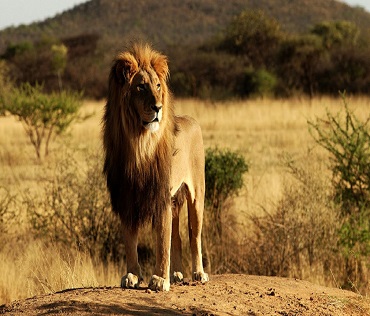 Nandanvan Jungle Safari Naya Raipur