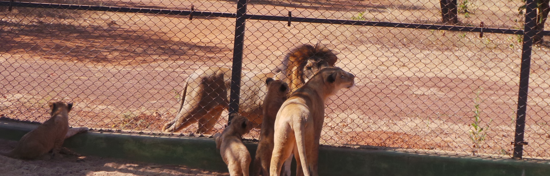 Nandanvan Jungle Safari Naya Raipur