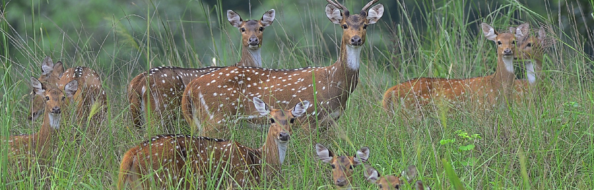 Nandanvan Jungle Safari Naya Raipur