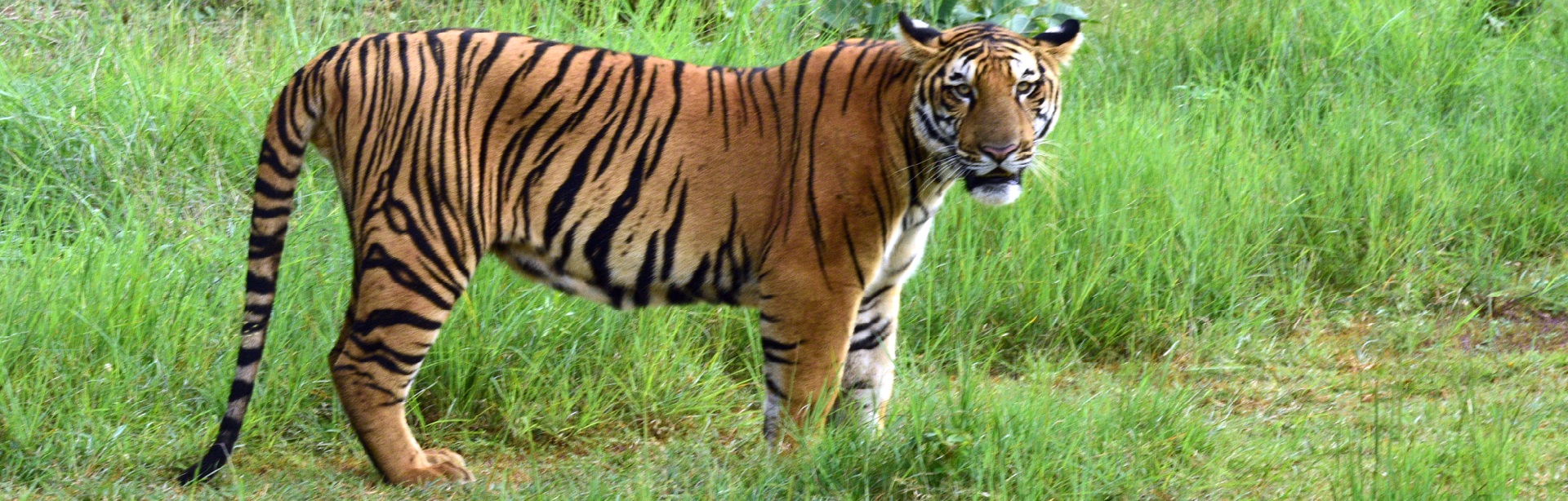 Nandanvan Jungle Safari Naya Raipur