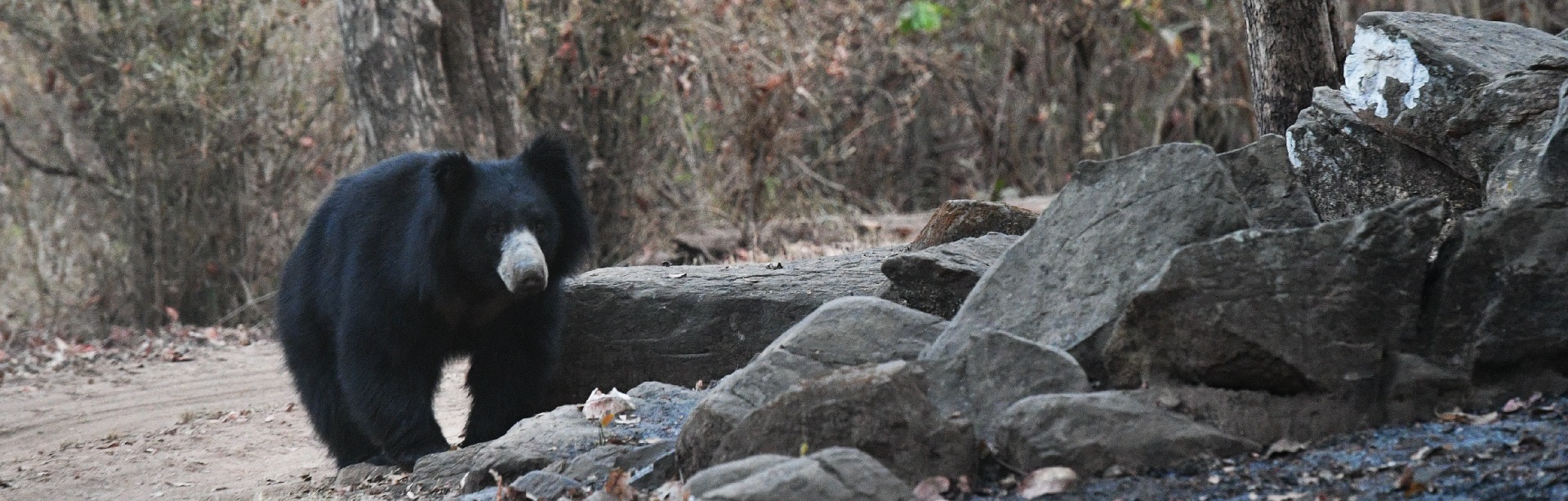 Nandanvan Jungle Safari Naya Raipur