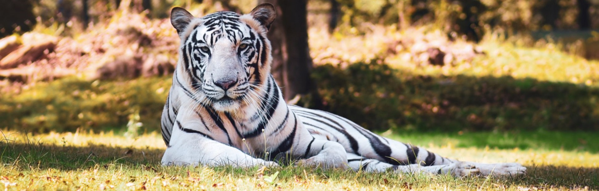 Nandanvan Jungle Safari Naya Raipur