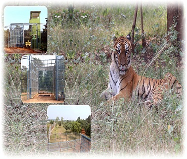 Nandanvan Jungle Safari Naya Raipur