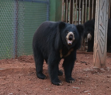 Bear Safari