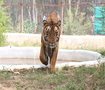 Tiger Safari